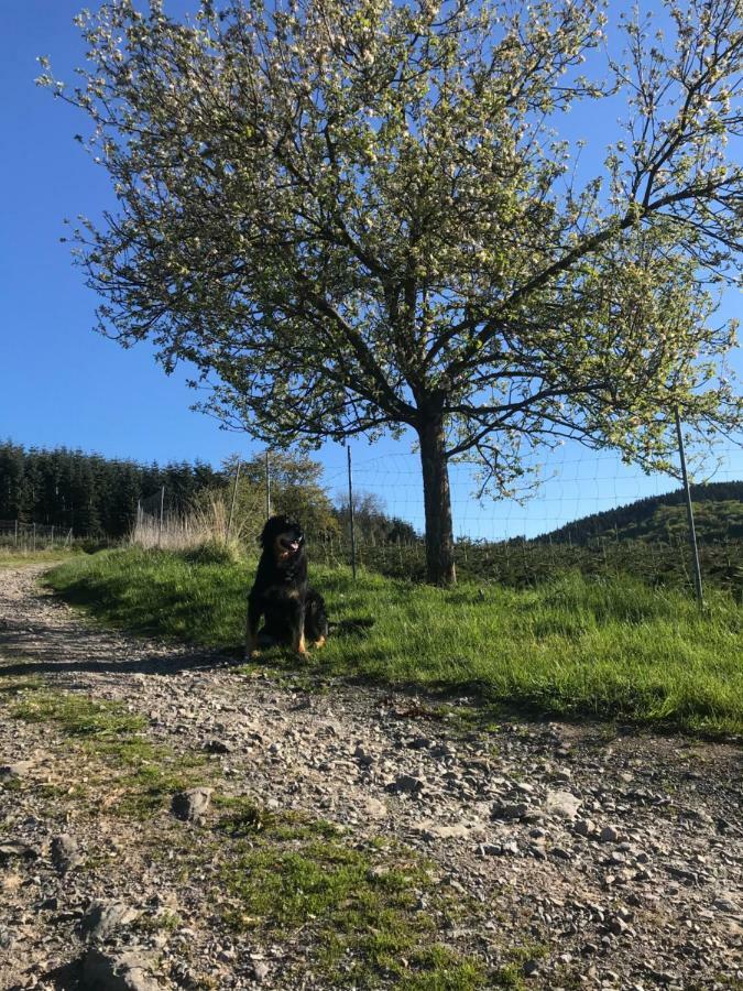 Vila Ortmanns Eulennest Finnentrop Exteriér fotografie